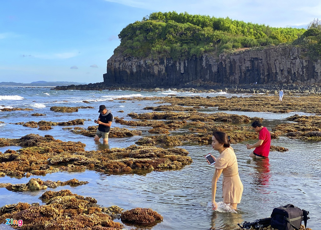 unique open air coral forest on the middle coast of vietnam